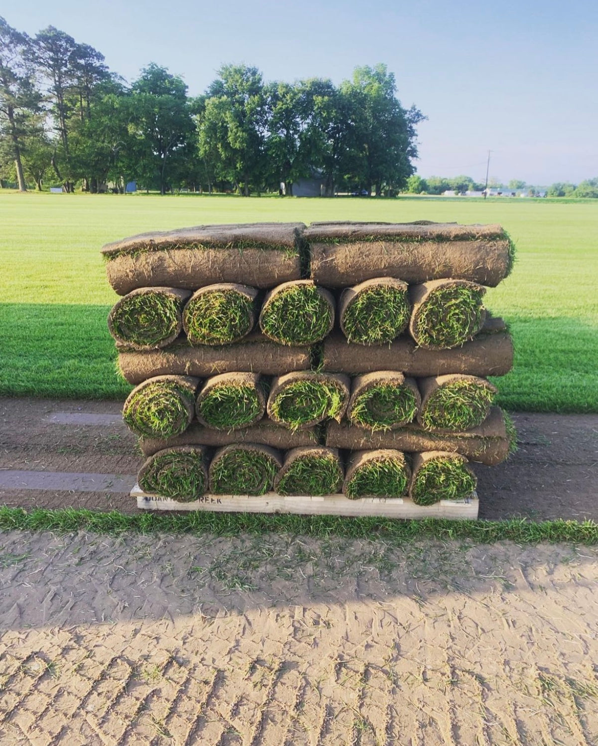 Premium Kentucky Blue Full Pallet 50 Rolls (500sqft)